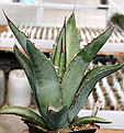 Нажмите на изображение для увеличения.

Название:	Agave_titanota_IMG_3676.jpg
Просмотров:	1011
Размер:	66.3 Кб
ID:	382567