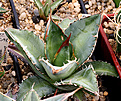 Нажмите на изображение для увеличения.

Название:	Agave_titanota_IMG_3678.jpg
Просмотров:	967
Размер:	84.6 Кб
ID:	382568