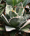 Нажмите на изображение для увеличения.

Название:	Agave_FO-076_IMG_3606.jpg
Просмотров:	961
Размер:	87.9 Кб
ID:	382569