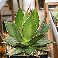 Нажмите на изображение для увеличения.

Название:	Agave_horrida_IMG_3681.jpg
Просмотров:	1029
Размер:	75.6 Кб
ID:	382570