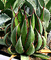 Нажмите на изображение для увеличения.

Название:	Agave_horrida_ssp_perotensis_IMG_3617.jpg
Просмотров:	985
Размер:	100.3 Кб
ID:	382571