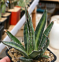 Нажмите на изображение для увеличения.

Название:	Agave_difformis_IMG_3628.jpg
Просмотров:	879
Размер:	72.0 Кб
ID:	382572