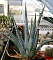 Нажмите на изображение для увеличения.

Название:	Agave_funkiana_IMG_3696.jpg
Просмотров:	949
Размер:	76.1 Кб
ID:	382574