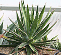 Нажмите на изображение для увеличения.

Название:	Agave_univittata_IMG_3592.jpg
Просмотров:	955
Размер:	86.5 Кб
ID:	382576