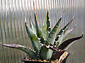 Нажмите на изображение для увеличения.

Название:	Agave_xylonacantha_IMG_3649.jpg
Просмотров:	953
Размер:	84.1 Кб
ID:	382577
