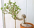 Нажмите на изображение для увеличения.

Название:	Adansonia digitata 24 yr.jpg
Просмотров:	233
Размер:	17.8 Кб
ID:	382588