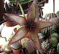 Нажмите на изображение для увеличения.

Название:	Stapelia getliffii2007_10050009.jpg
Просмотров:	177
Размер:	49.2 Кб
ID:	382648