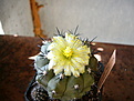 Нажмите на изображение для увеличения.

Название:	Copiapoa calderana-1.jpg
Просмотров:	448
Размер:	133.9 Кб
ID:	382654