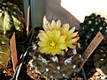 Нажмите на изображение для увеличения.

Название:	Copiapoa barquitensis-3.jpg
Просмотров:	530
Размер:	141.4 Кб
ID:	382655