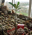 Нажмите на изображение для увеличения.

Название:	adenium.jpg
Просмотров:	203
Размер:	61.8 Кб
ID:	382660