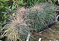 Нажмите на изображение для увеличения.

Название:	Didierea_madagascariensis_IMG_3321.jpg
Просмотров:	512
Размер:	143.6 Кб
ID:	382662