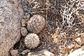 Нажмите на изображение для увеличения.

Название:	joshua-tree24.jpg
Просмотров:	195
Размер:	134.1 Кб
ID:	382701