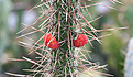 Нажмите на изображение для увеличения.

Название:	Cleistocactus_sp_IMG_3871.jpg
Просмотров:	237
Размер:	73.9 Кб
ID:	382702