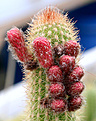 Нажмите на изображение для увеличения.

Название:	Cleistocactus_wendlandiorum_aureispina_IMG_3865.jpg
Просмотров:	241
Размер:	95.2 Кб
ID:	382703