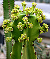 Нажмите на изображение для увеличения.

Название:	Euphorbia_ingens_IMG_3742.jpg
Просмотров:	203
Размер:	77.2 Кб
ID:	382704