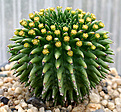 Нажмите на изображение для увеличения.

Название:	Euphorbia_suzannae_IMG_3745.jpg
Просмотров:	178
Размер:	104.4 Кб
ID:	382705