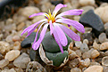 Нажмите на изображение для увеличения.

Название:	Conophytum_minutum_IMG_3778.jpg
Просмотров:	188
Размер:	65.7 Кб
ID:	382709