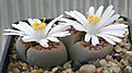 Нажмите на изображение для увеличения.

Название:	Lithops_sp_IMG_3786.jpg
Просмотров:	191
Размер:	63.5 Кб
ID:	382710