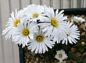 Нажмите на изображение для увеличения.

Название:	Delosperma_esterhuyseniae_IMG_3790.jpg
Просмотров:	190
Размер:	70.1 Кб
ID:	382711