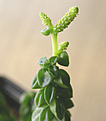 Нажмите на изображение для увеличения.

Название:	Peperomia columella.jpg
Просмотров:	230
Размер:	61.9 Кб
ID:	382718