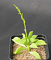 Нажмите на изображение для увеличения.

Название:	Peperomia dolabriformis.jpg
Просмотров:	234
Размер:	80.2 Кб
ID:	382719