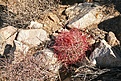 Нажмите на изображение для увеличения.

Название:	joshua-tree26.jpg
Просмотров:	186
Размер:	143.5 Кб
ID:	382723