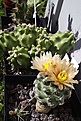 Нажмите на изображение для увеличения.

Название:	pediocactus despainii.jpg
Просмотров:	342
Размер:	127.8 Кб
ID:	382743