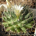 Нажмите на изображение для увеличения.

Название:	Mammillaria_crinita_02.jpg
Просмотров:	326
Размер:	40.8 Кб
ID:	382744