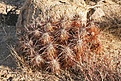 Нажмите на изображение для увеличения.

Название:	joshua-tree32.jpg
Просмотров:	186
Размер:	147.9 Кб
ID:	382747