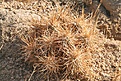 Нажмите на изображение для увеличения.

Название:	joshua-tree33.jpg
Просмотров:	172
Размер:	129.3 Кб
ID:	382748