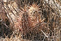 Нажмите на изображение для увеличения.

Название:	joshua-tree35.jpg
Просмотров:	153
Размер:	138.5 Кб
ID:	382750