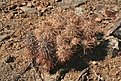 Нажмите на изображение для увеличения.

Название:	joshua-tree36.jpg
Просмотров:	137
Размер:	135.2 Кб
ID:	382751