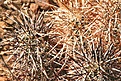 Нажмите на изображение для увеличения.

Название:	joshua-tree37.jpg
Просмотров:	146
Размер:	120.3 Кб
ID:	382752