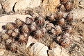 Нажмите на изображение для увеличения.

Название:	joshua-tree40.jpg
Просмотров:	137
Размер:	138.0 Кб
ID:	382755