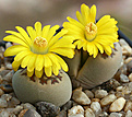 Нажмите на изображение для увеличения.

Название:	Lithops_dorotheae_IMG_3929.jpg
Просмотров:	152
Размер:	81.6 Кб
ID:	382765