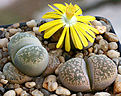 Нажмите на изображение для увеличения.

Название:	Lithops_gesinae_C207_IMG_3933.jpg
Просмотров:	155
Размер:	95.9 Кб
ID:	382766