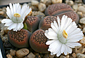 Нажмите на изображение для увеличения.

Название:	Lithops_hallii_C136_IMG_3937.jpg
Просмотров:	187
Размер:	64.4 Кб
ID:	382767