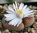 Нажмите на изображение для увеличения.

Название:	Lithops_hallii_var_ochracea_IMG_3942.jpg
Просмотров:	174
Размер:	81.6 Кб
ID:	382768