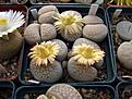 Нажмите на изображение для увеличения.

Название:	Lithops veruculosa.jpg
Просмотров:	191
Размер:	105.6 Кб
ID:	382774