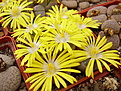 Нажмите на изображение для увеличения.

Название:	Lithops olivacea.jpg
Просмотров:	227
Размер:	121.5 Кб
ID:	382776