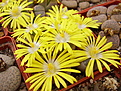 Нажмите на изображение для увеличения.

Название:	Lithops olivacea.jpg
Просмотров:	193
Размер:	121.5 Кб
ID:	382776