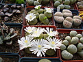 Нажмите на изображение для увеличения.

Название:	Lithops lesliae v.albinica.jpg
Просмотров:	199
Размер:	119.1 Кб
ID:	382779