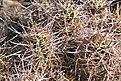 Нажмите на изображение для увеличения.

Название:	joshua-tree44.jpg
Просмотров:	173
Размер:	134.5 Кб
ID:	382786
