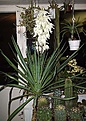 Нажмите на изображение для увеличения.

Название:	Yucca gloriosa 10.jpg
Просмотров:	173
Размер:	142.0 Кб
ID:	382813