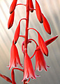 Нажмите на изображение для увеличения.

Название:	Aloe_bellatula_IMG_3999.jpg
Просмотров:	229
Размер:	56.0 Кб
ID:	382819