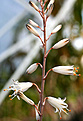 Нажмите на изображение для увеличения.

Название:	Aloe_albiflora_IMG_4023.jpg
Просмотров:	240
Размер:	55.2 Кб
ID:	382822