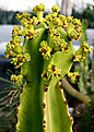 Нажмите на изображение для увеличения.

Название:	Euphorbia_ingens_IMG_4065.jpg
Просмотров:	231
Размер:	76.8 Кб
ID:	382825