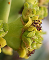 Нажмите на изображение для увеличения.

Название:	Euphorbia_ingens_cyath_IMG_4070.jpg
Просмотров:	220
Размер:	57.8 Кб
ID:	382826