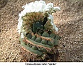 Нажмите на изображение для увеличения.

Название:	Gymnocalycium%20vatteri%20v%20spiralis%2002_jpg.jpg
Просмотров:	146
Размер:	58.9 Кб
ID:	382918