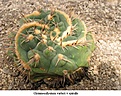 Нажмите на изображение для увеличения.

Название:	Gymnocalycium%20vatteri%20v%20spiralis%2001_jpg.jpg
Просмотров:	141
Размер:	63.8 Кб
ID:	382919